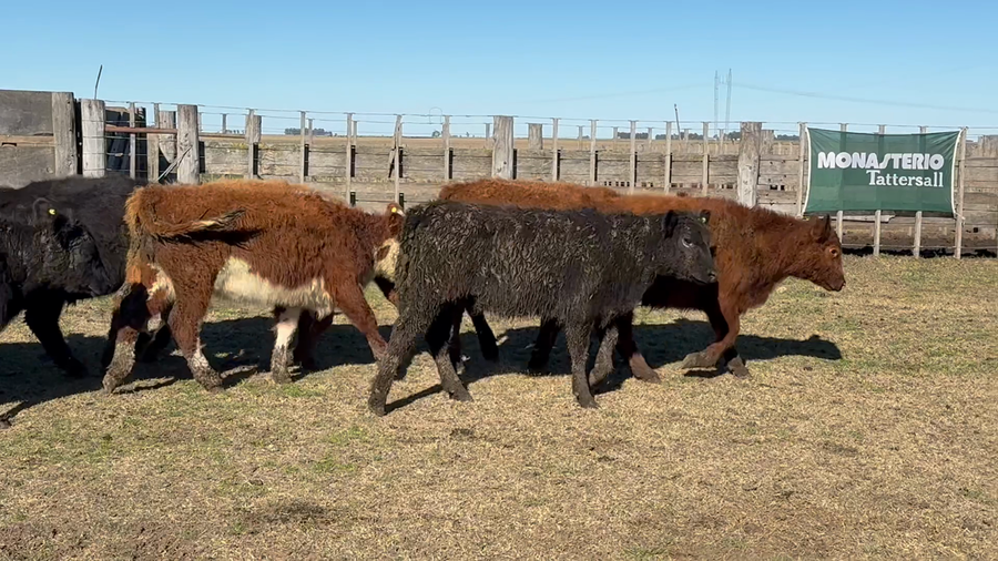 Lote 110 Terneras