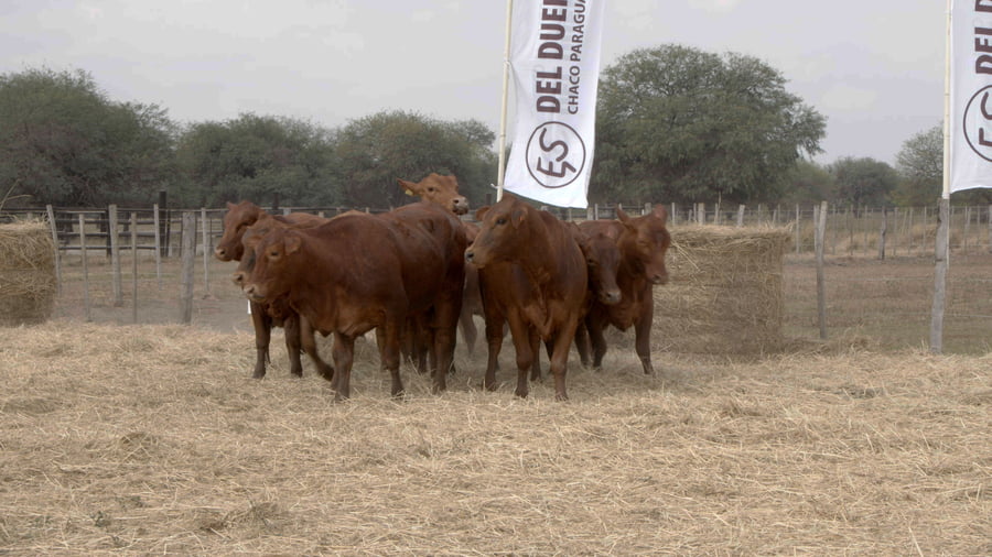 Lote Vaquillas CBO. 1 PREÑADAS