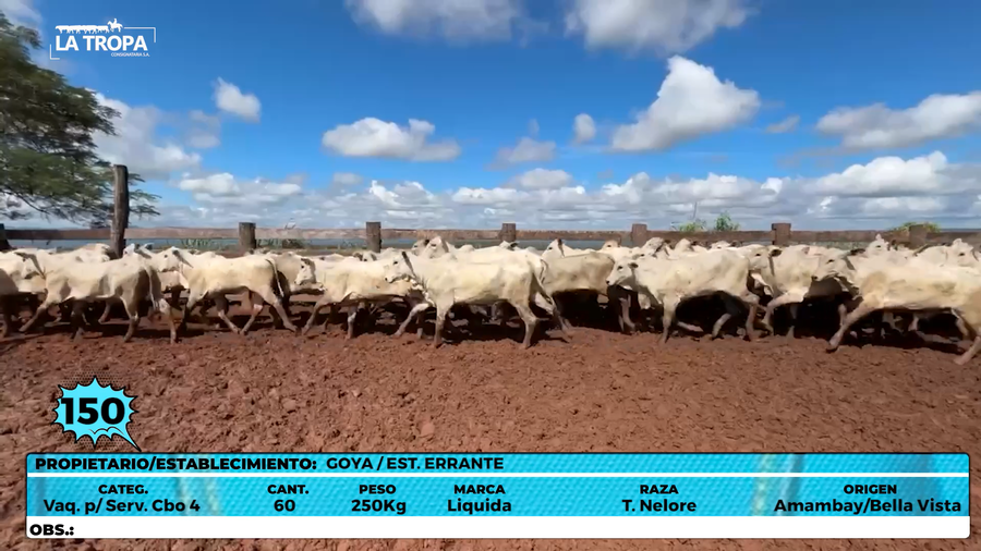 Lote LOTE 150