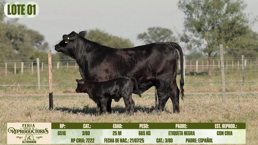 Lote LOTE 1