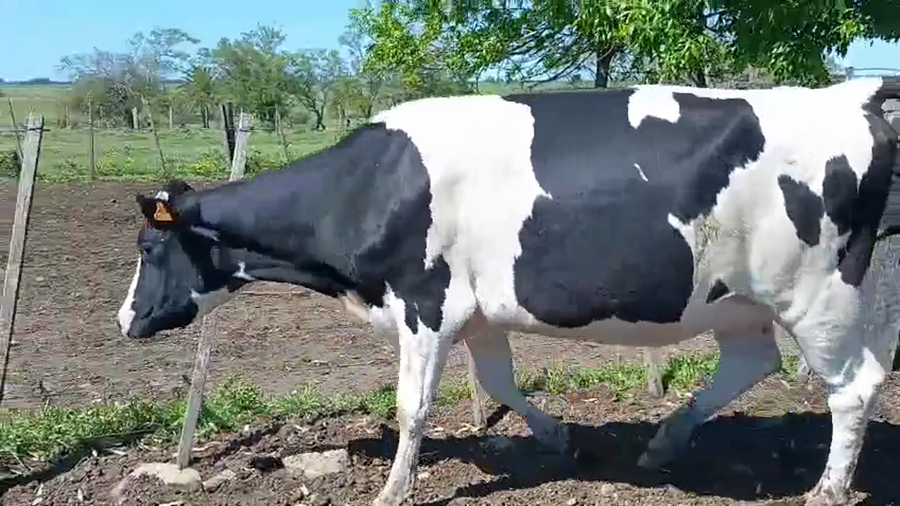 Lote 2 Vaquillonas  a remate en Pantalla Camy 500kg - , San José