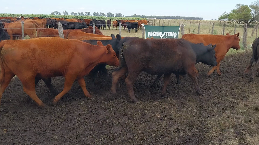 Lote 75 Vaquillonas EN ARBOLEDAS