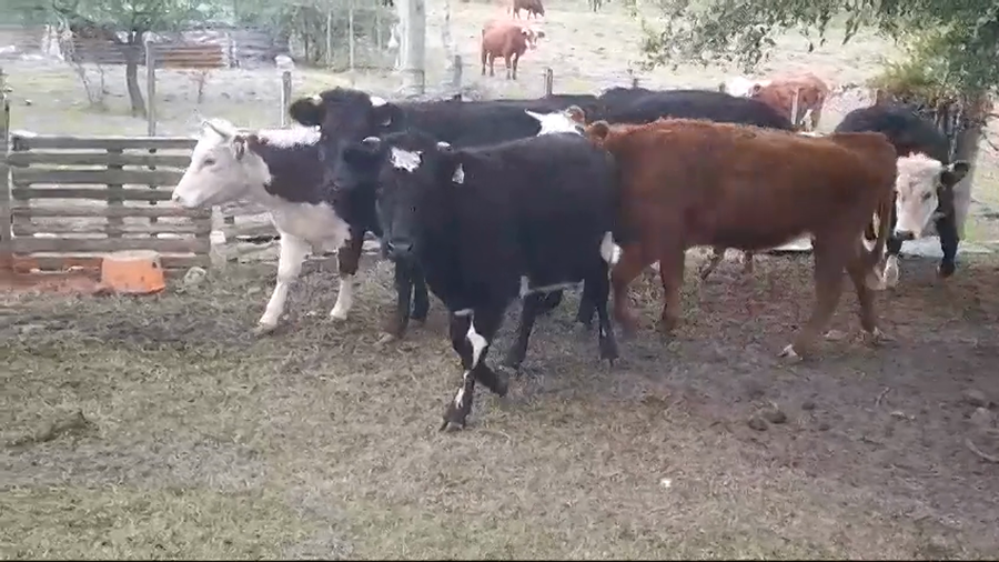 Lote (Vendido)7 Vaquillonas  Cruza a remate en #45 Pantalla Carmelo  300kg -  en Radial Conchillas
