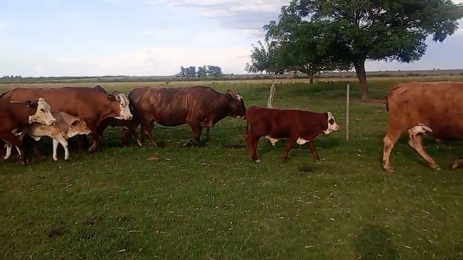 Lote 20 Vacas con Cría
