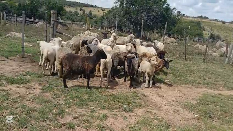 Lote OVEJAS/CORDEROS