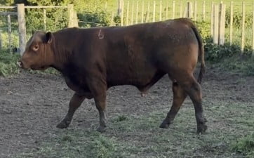 Lote PLANTEL X HEREJE