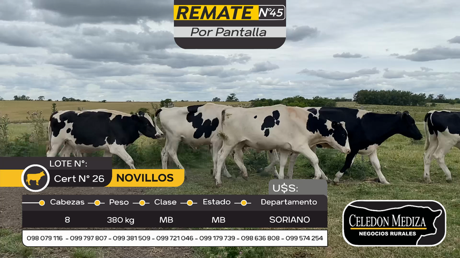 Lote 8 Novillos en Otra Localidad, Soriano