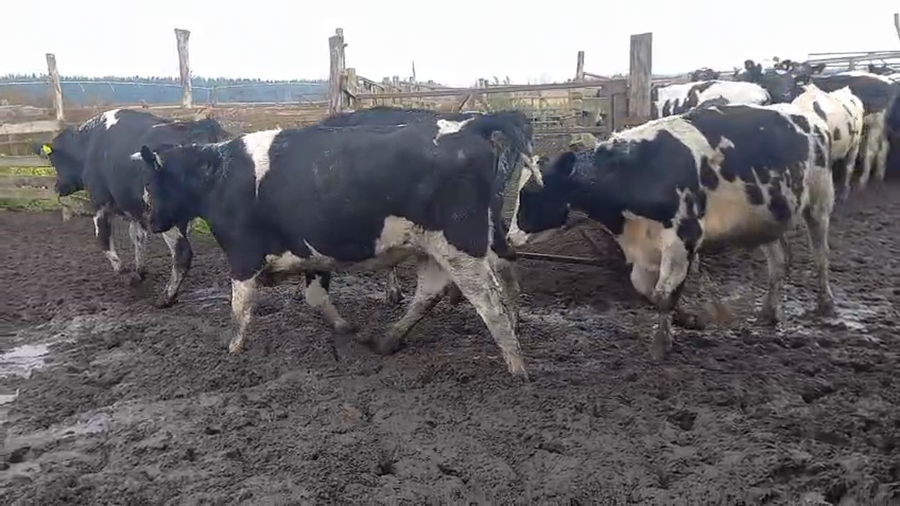 Lote 40 Novillo Gordo en Cabrero, VIII Región Biobío