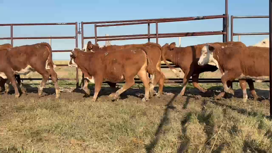 Lote 300 Terneras en Corrientes, Paso de Los Libres
