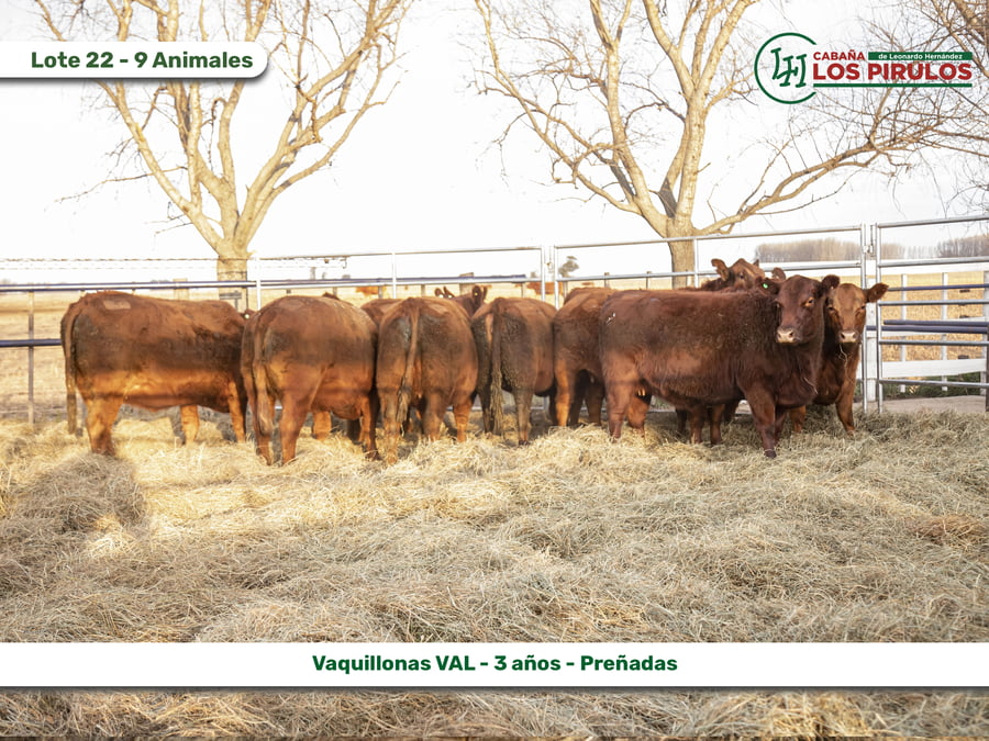 Lote VAQUILLONAS V.A.L. (Vientre Aprobado Limangus)