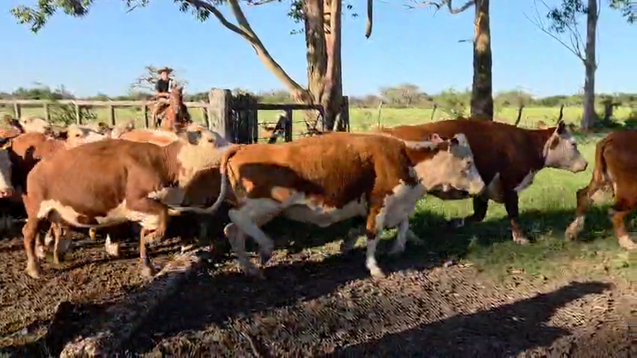 Lote 100 Vacas CUT con cría