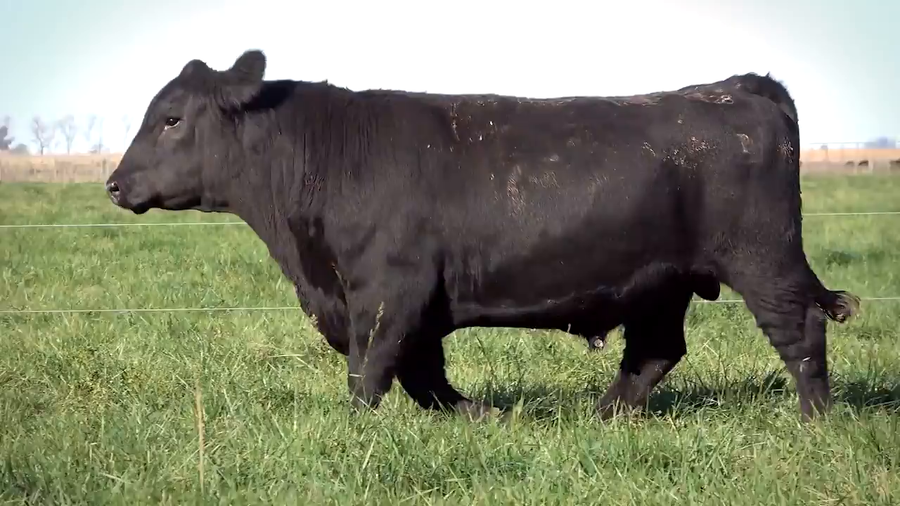 Lote Toros PP y PC a campo con DEPs