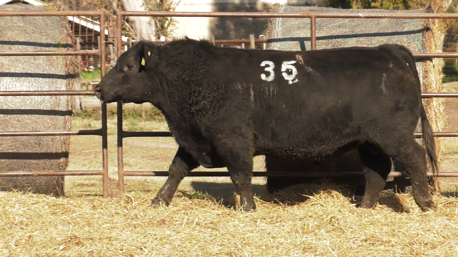 Lote TOROS ANGUS NEGROS  PC