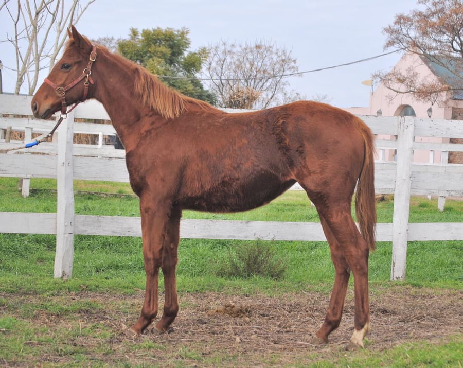 Lote JACARANDA POSSE