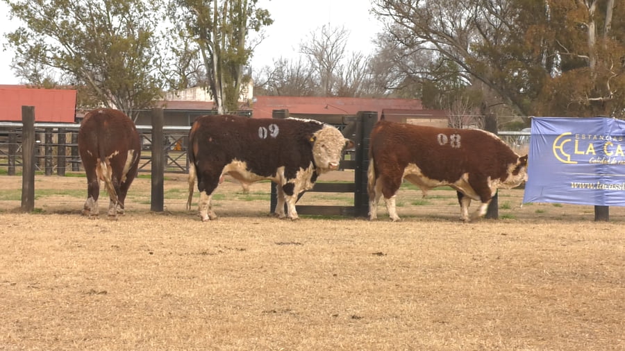 Lote TOROS P. HEREFORD PURO REGISTADRO