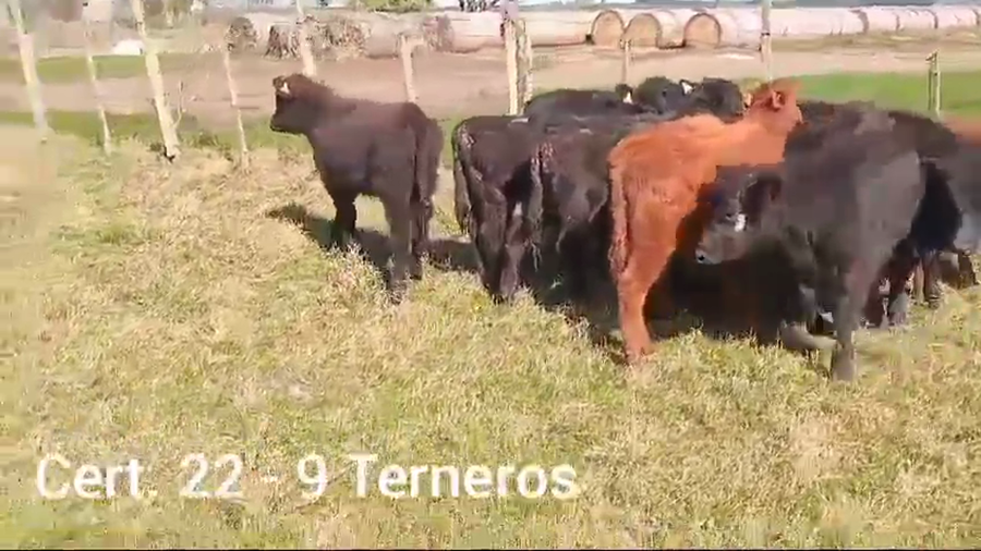 Lote TERNEROS