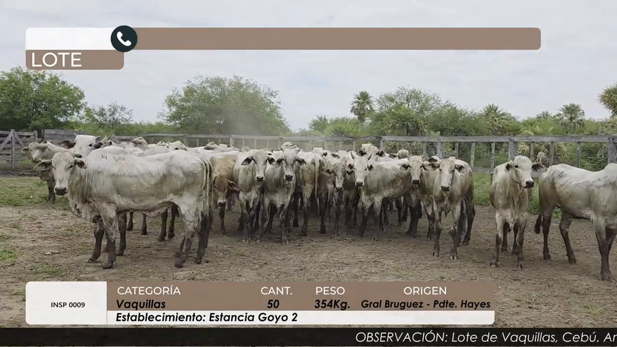 Lote VAQUILLAS CBO 4