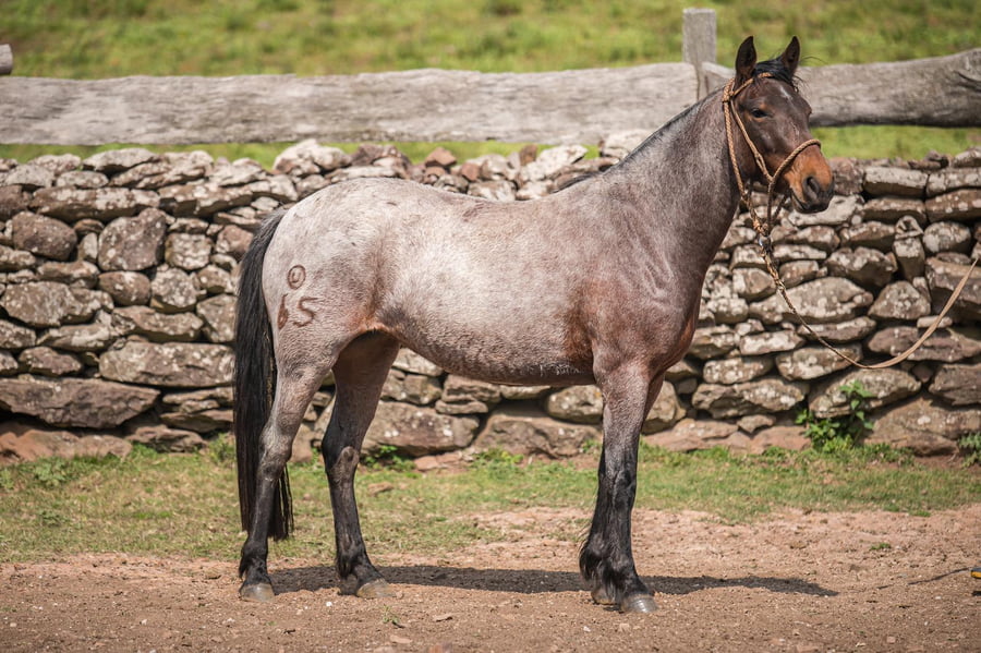 Lote CONSAGRADA DEL LOCAL