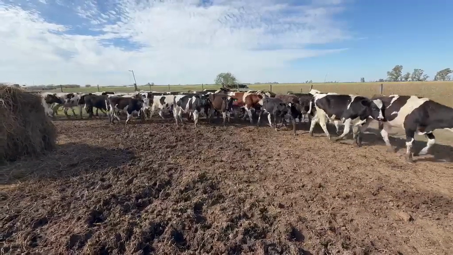 Lote 40 Terneros Holando Argentino en Sunchales, Santa Fe
