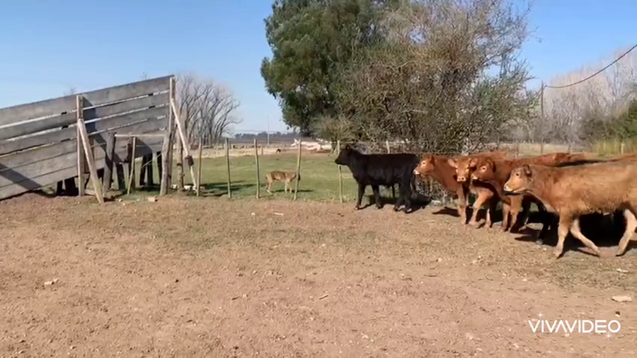 Lote 77 Terneros/as en Marcos Paz, Buenos Aires