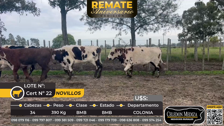 Lote 34 Novillos en Colonia