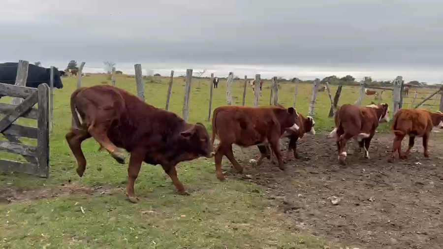 Lote 33 Terneros en Corrientes, Curuzú-Cuatiá
