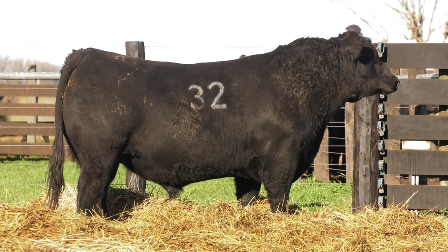 Lote TOROS ANGUS PURO CONTROLADO