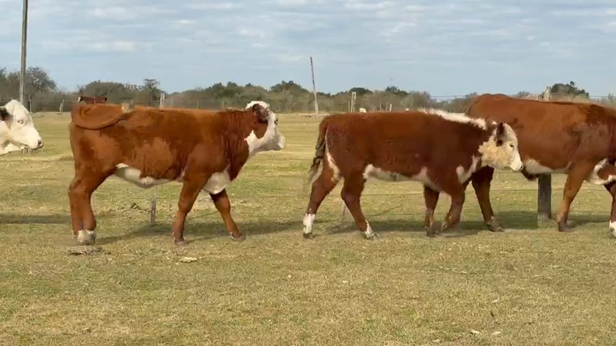 Lote 100 Terneras