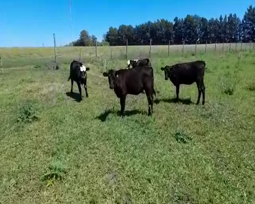 Lote (Vendido)4 Terneras HO 185kg -  en YOUNG