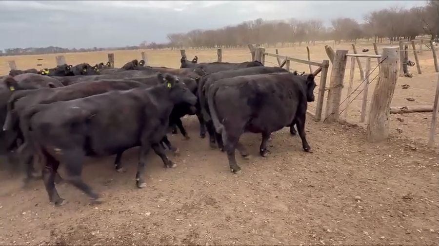 Lote 28 vacas