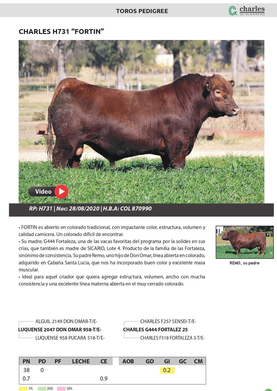 Lote TOROS PEDIGREE