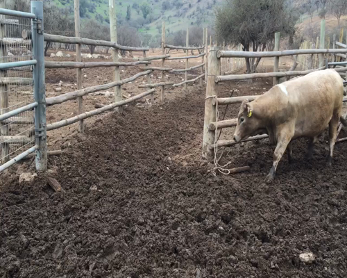 Lote 20 Novillo Gordo en Melipilla, Región Metropolitana
