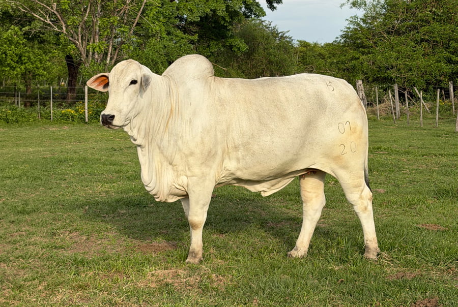 Lote LOTE 34