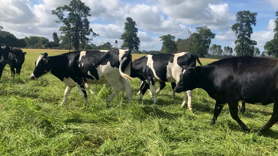 Imagen 2 del Lote Lote 25 Vaquilla Gorda en Osorno, X Región Los Lagos