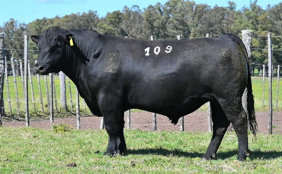 Lote TOROS LA ORACION