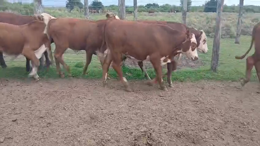 Lote 22 Terneros