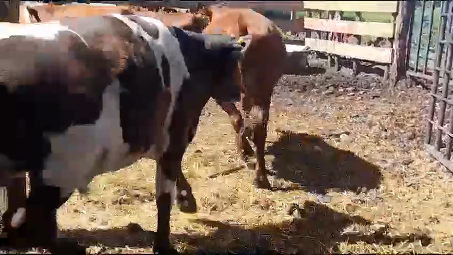 Lote 48 Vaquilla Gorda en VII  Región Maule, Yerbas Buenas