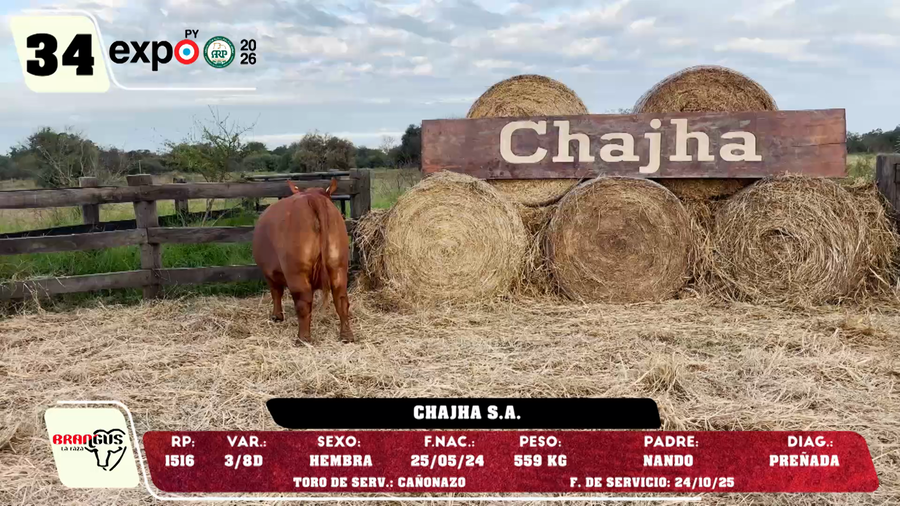 Lote LOTE 34