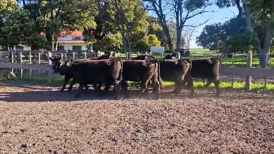 Lote VAQUILLONAS SANTA MARTA