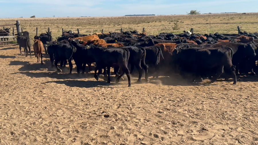 Lote 72 Terneras