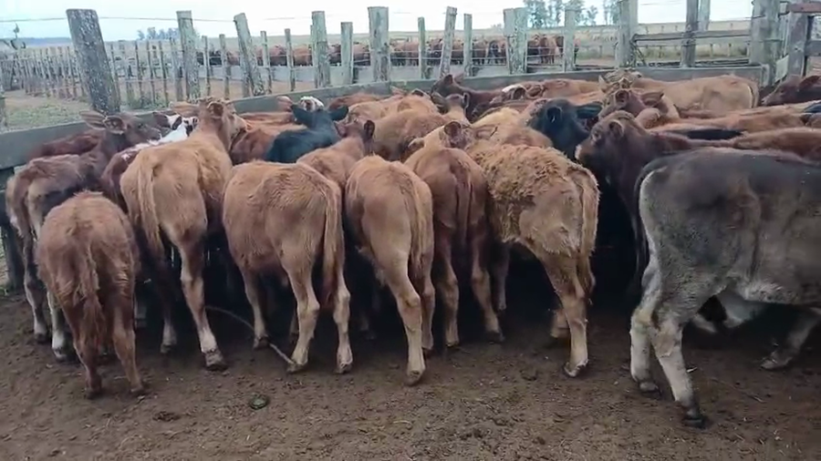 Lote 104 Vacas nuevas C/ cria