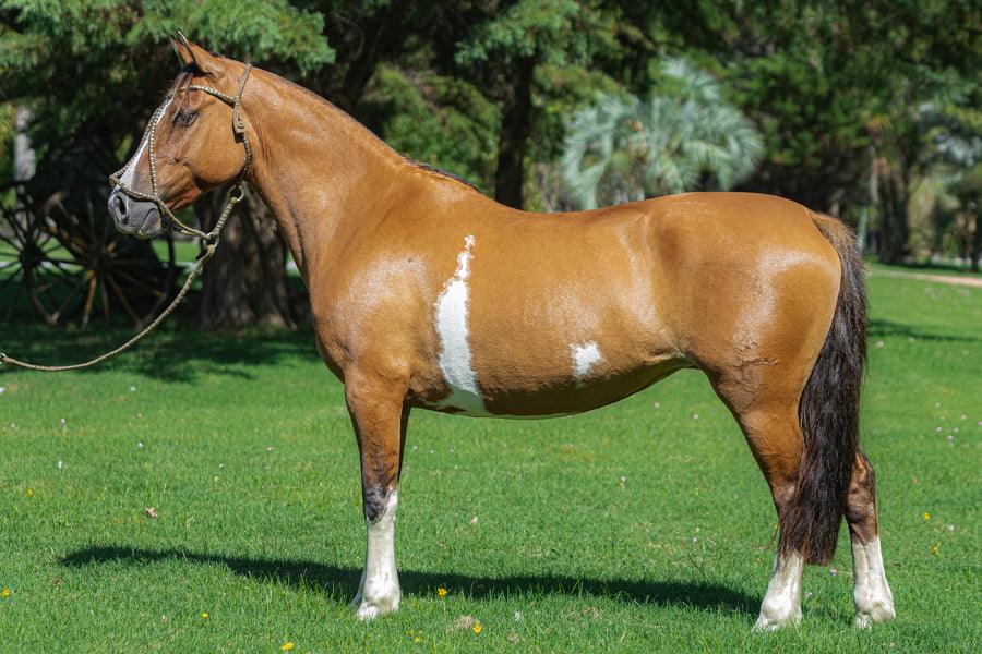 Lote Consejero Ni Una Mas