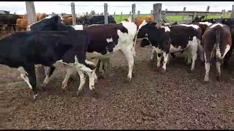 Lote 31 terneras