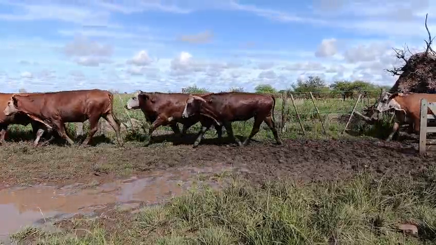 Lote 55 Novillos en Corrientes, Mercedes