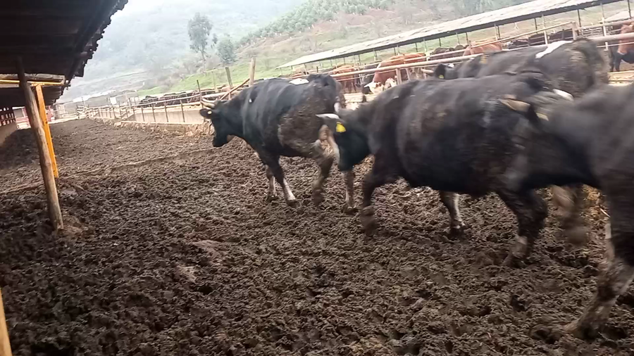 Lote 45 Novillo Gordo en Melipilla, Región Metropolitana