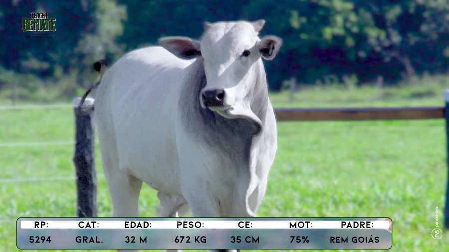 Lote Toros a remate en Tercer Remate Agroganadera Natalia, Concepción