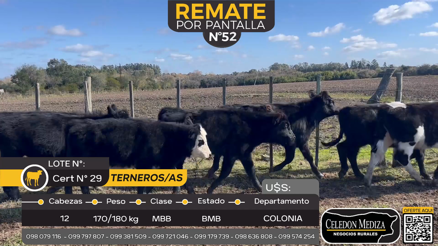 Lote 12 Terneros y Terneras en Carmelo, Colonia