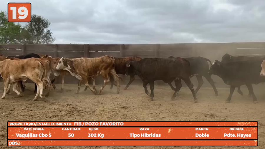 Lote LOTE 19