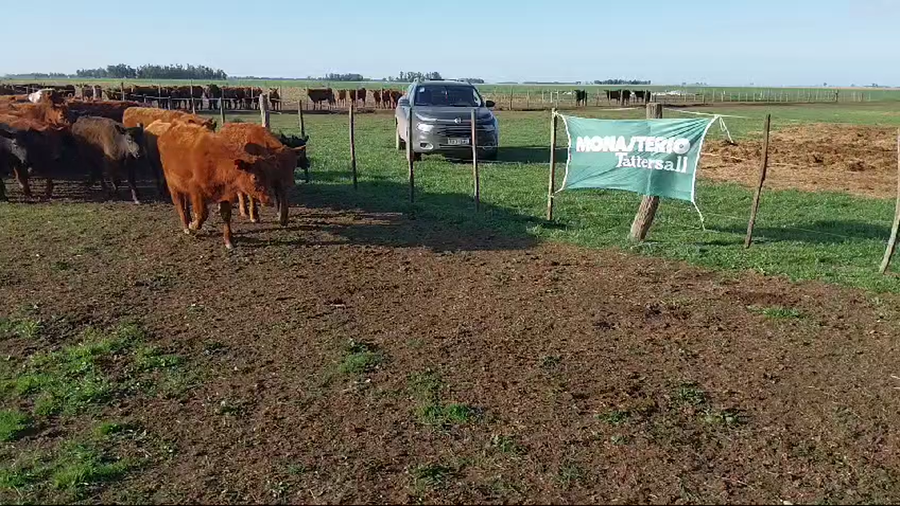 Lote 70 Terneros en Arboledas