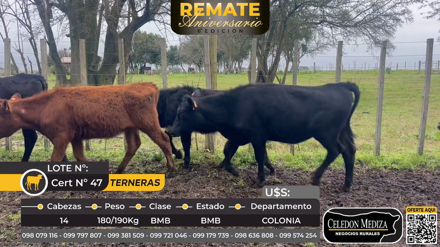 Lote 14 Terneras en Colonia
